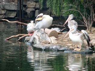 pelican