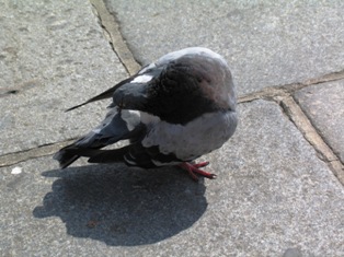 pigeon picture