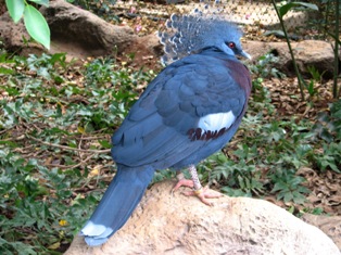 pigeon picture