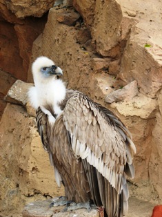 vulture picture