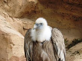 vulture picture
