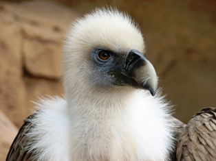 vulture picture