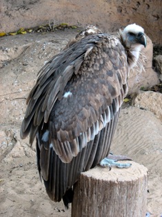vulture picture