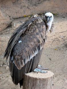 vulture picture