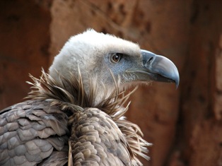 vulture picture
