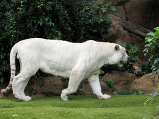 white tiger