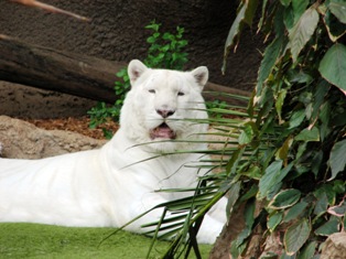 white tiger