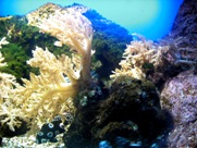 corral reefs