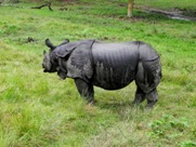 Chitwan National Park - rhino