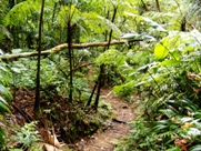 Dominica Boiling Lake Trail