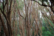 Free Arrayanes forest pictures