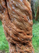 Free Arrayan Forest pictures