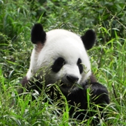 Free Giant Panda bear Pictures