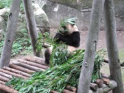 Free Giant Panda Bear Pictures