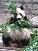Free Giant Panda Bear Pictures