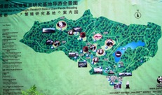 Free Giant Panda Bear Photos