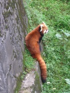 Free Red Panda Pictures