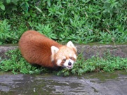 Free Red Panda Photos