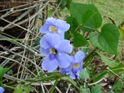 Free Spring Blue Flowers Pictures
