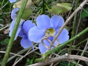 Free Spring Blue Flowers Pictures