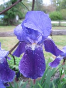 Free Spring Blue Flowers Pictures