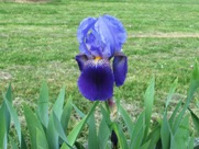 Free Spring Blue Flowers Pictures