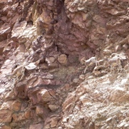 Free Tibetan Wild Goats Photos