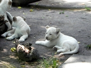 Free White Lions Cubs Pictures