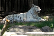 Free White Tiger Pictures